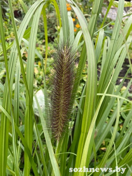 Пеннисетум Моудри не теряет декоративности даже зимой.