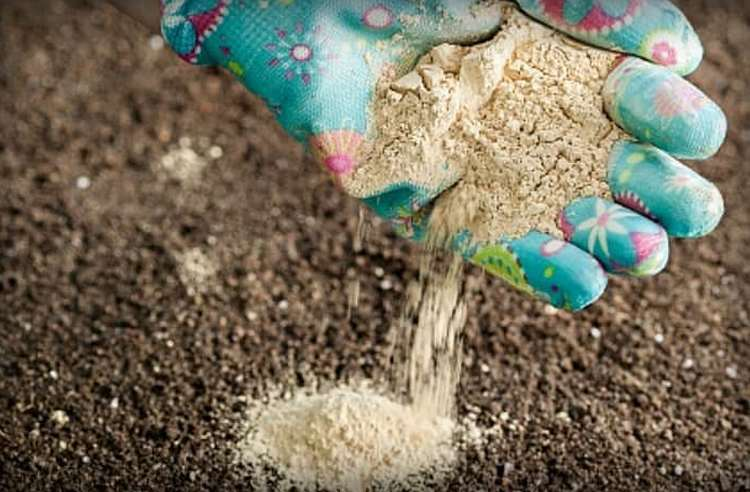 Этот простой порошок поможет восстановить почву за зиму. Иллюстративное фото из открытых источников.