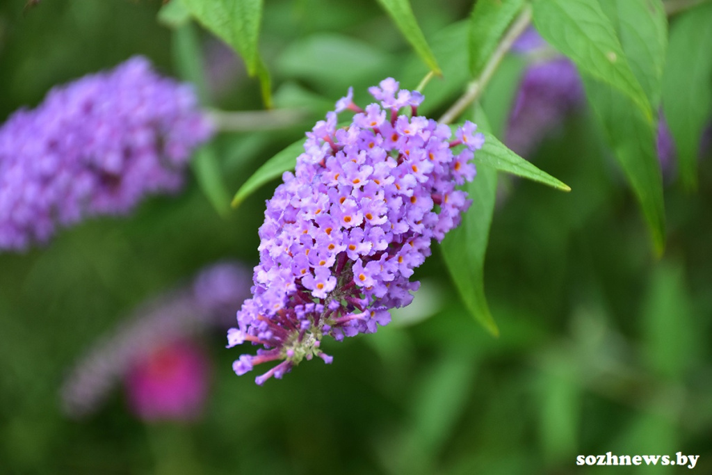 народные_приметы