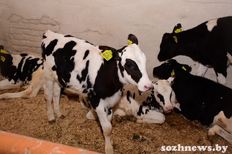 ds54f5dsf45ds (5).jpg