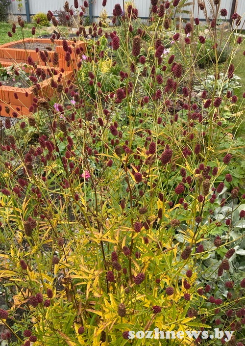 Кровохлебка Мисс Элли создает структуру в саду.
