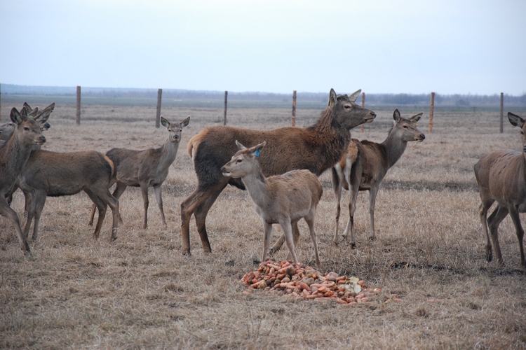 DSC_0051.JPG
