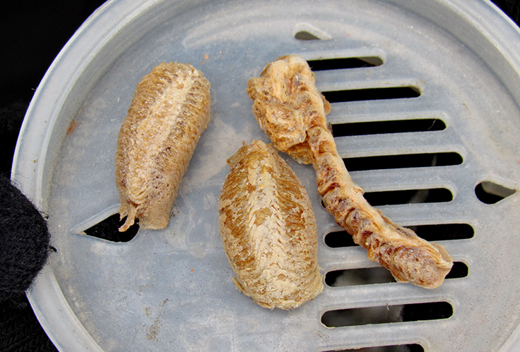 Коконы богомола