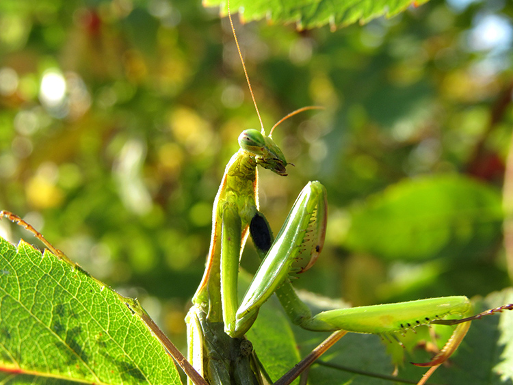 Взрослый богомол